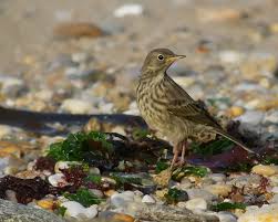 Attēlu rezultāti vaicājumam “Anthus petrosus adult”