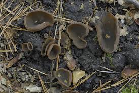 Attēlu rezultāti vaicājumam “Peziza badia”