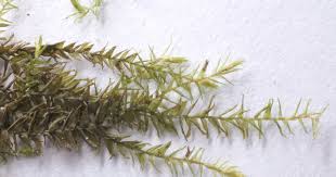 Attēlu rezultāti vaicājumam “Sphagnum riparium”