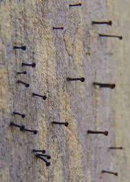 Attēlu rezultāti vaicājumam “Calicium salicinum”