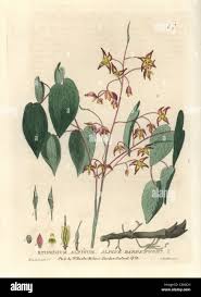 Attēlu rezultāti vaicājumam “Epimedium alpinum”