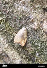 Attēlu rezultāti vaicājumam “Acleris forsskaleana”