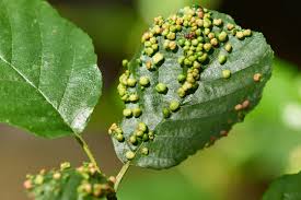 Attēlu rezultāti vaicājumam “Eriophyes laevis”