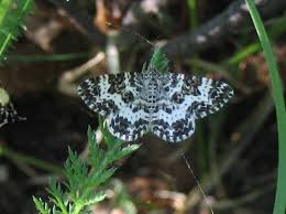 Attēlu rezultāti vaicājumam “Epirrhoe tristata imago”