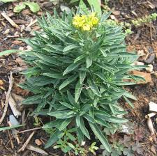 Attēlu rezultāti vaicājumam “Alyssum gmelinii”