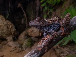 Attēlu rezultāti vaicājumam “Stemonitopsis hyperopta var. landewaldii macro”