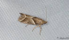 Attēlu rezultāti vaicājumam “Nyctegretis lineana”