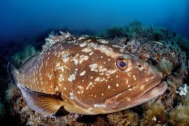 Image result for Epinephelus marginatus