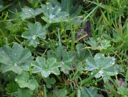 Attēlu rezultāti vaicājumam “Alchemilla vulgaris aggr. leaf”