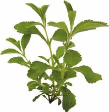 Image result for Stevia rebaudiana