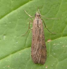 Attēlu rezultāti vaicājumam “Nomophila noctuella”