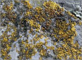 Attēlu rezultāti vaicājumam “Licea pusilla”