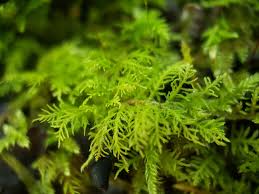 Attēlu rezultāti vaicājumam “Thuidium recognitum”