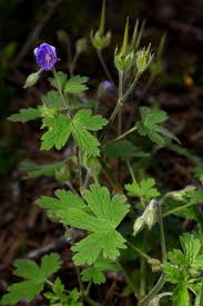 Attēlu rezultāti vaicājumam “Geranium bohemicum”