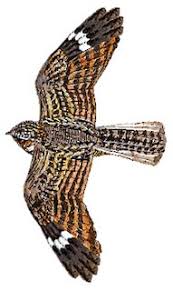 Attēlu rezultāti vaicājumam “Thecabius affinis”