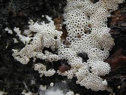 Attēlu rezultāti vaicājumam “Henningsomyces candidus”