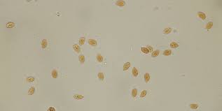 Attēlu rezultāti vaicājumam “Arrhenia retiruga”