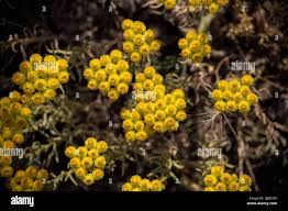 Attēlu rezultāti vaicājumam “Helichrysum arenarium flower”