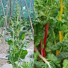 Image result for Beta vulgaris