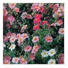 Attēlu rezultāti vaicājumam “Helianthemum nummularium fruit”