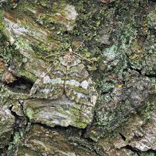 Attēlu rezultāti vaicājumam “Hydriomena furcata”