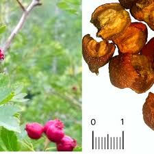 Attēlu rezultāti vaicājumam “Crataegus macracantha fruit”