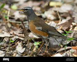 Image result for Turdus obscurus