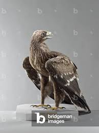 Attēlu rezultāti vaicājumam “Aquila pomarina”