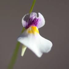 Image result for Utricularia