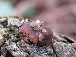 Attēlu rezultāti vaicājumam “Hymenoscyphus fructigenus”