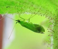 Attēlu rezultāti vaicājumam “Lycogala persicum macro”