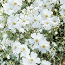 Image result for Gypsophila elegans