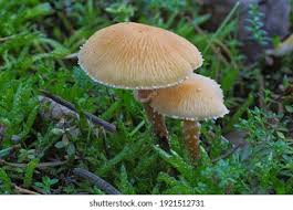 Attēlu rezultāti vaicājumam “Cystoderma amianthinum”