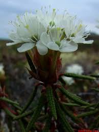 Attēlu rezultāti vaicājumam “Ledum palustre flower”