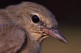 Attēlu rezultāti vaicājumam “Sylvia borin”
