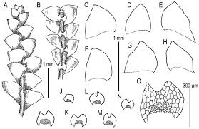 Attēlu rezultāti vaicājumam “Calypogeia sphagnicola”