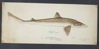 Image result for Galeorhinus galeus