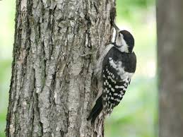 Attēlu rezultāti vaicājumam “Dendrocopos minor female”
