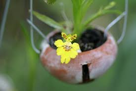 Attēlu rezultāti vaicājumam “Heyderia pusilla”