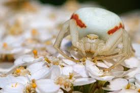 Attēlu rezultāti vaicājumam “Misumena vatia”