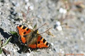 Attēlu rezultāti vaicājumam “Aglais urticae underside”
