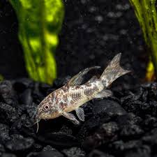 Image result for fish corydoras