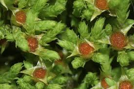 Attēlu rezultāti vaicājumam “Philonotis marchica sporophyte”