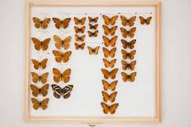 Attēlu rezultāti vaicājumam “Argynnis laodice”