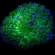 Attēlu rezultāti vaicājumam “Octospora splachnophila”