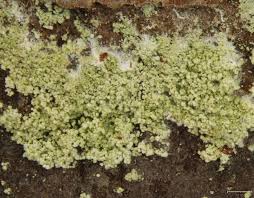 Attēlu rezultāti vaicājumam “Lepraria”