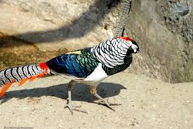 Image result for Chrysolophus amherstiae