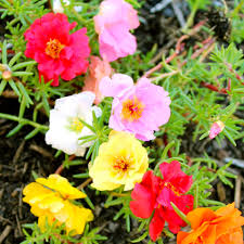 Attēlu rezultāti vaicājumam “Portulaca oleracea flower”