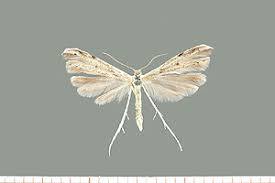 Attēlu rezultāti vaicājumam “Adaina microdactyla”