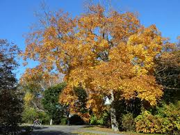 Attēlu rezultāti vaicājumam “Carya”
